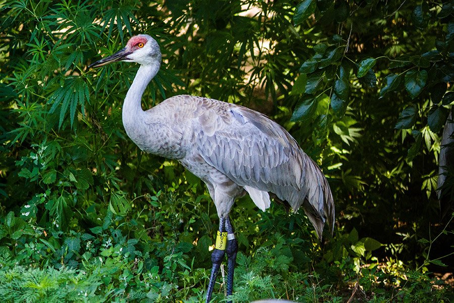 Birds with long legs - Whooping Crane