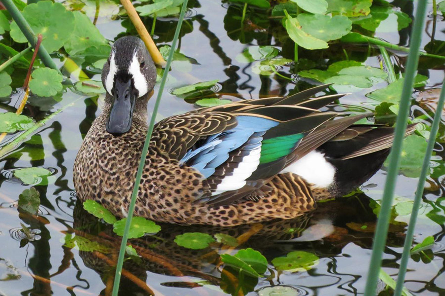 Blue-Winged Teal