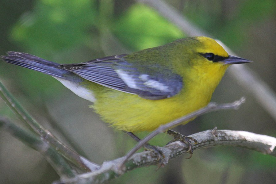 Blue-Winged Warbler