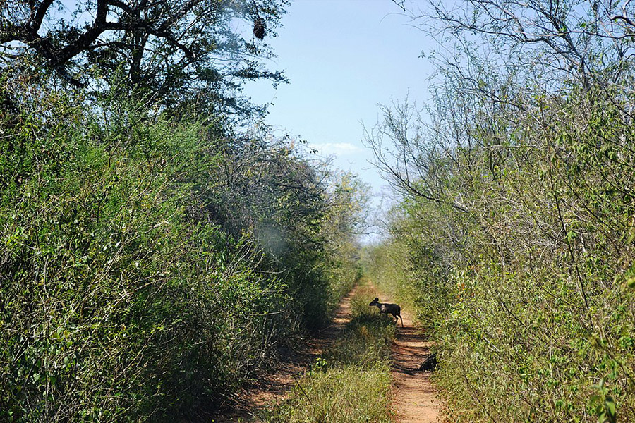 Bolivia Kaa-Iya del Gran Chaco NP