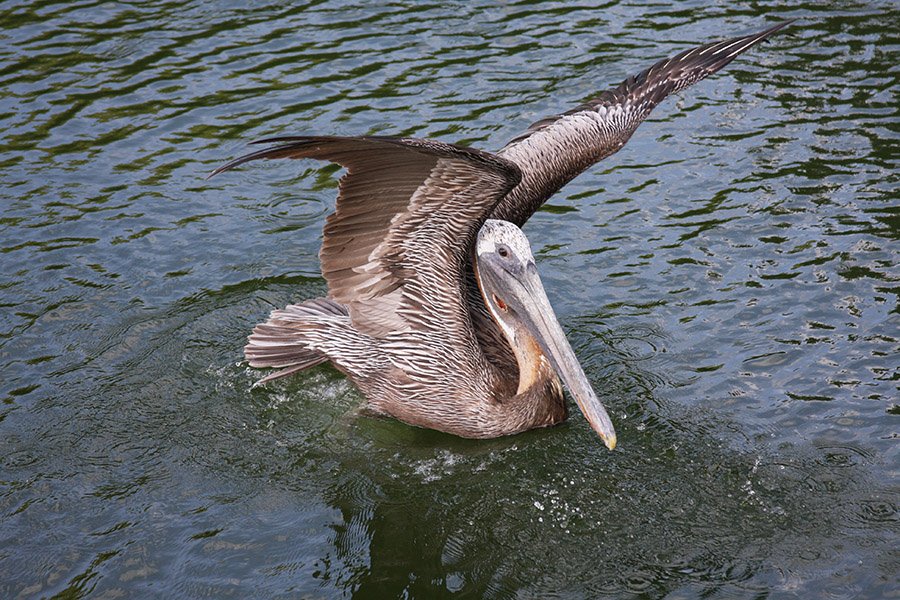 Brown Pelican
