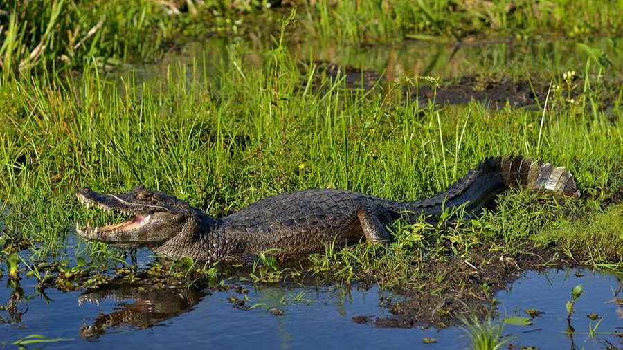 Caiman in wetland