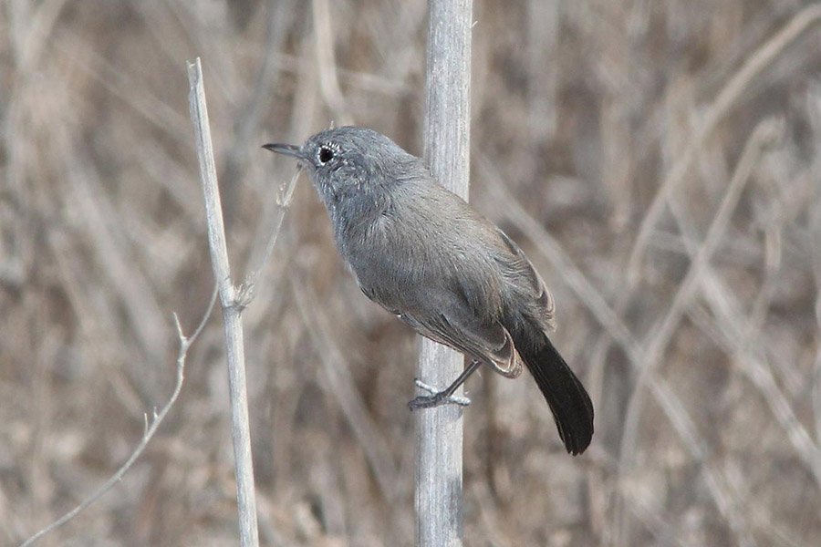 California Gnatcatcher