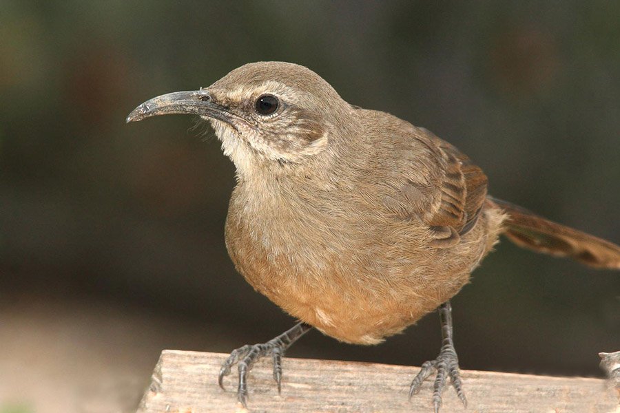 California Thrasher
