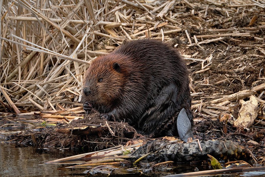 Canada Beaver