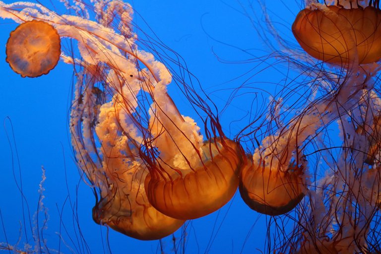 Cnidarians - Jellyfish