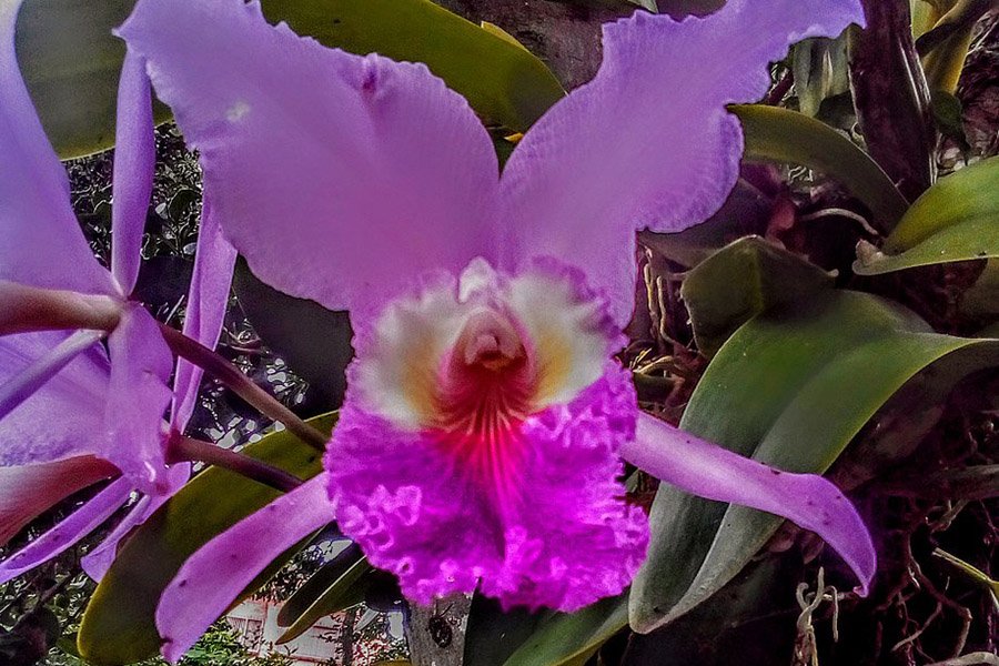 Colombia Cattleya trianae