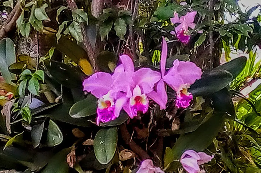 National Flower Cattleya Trianae