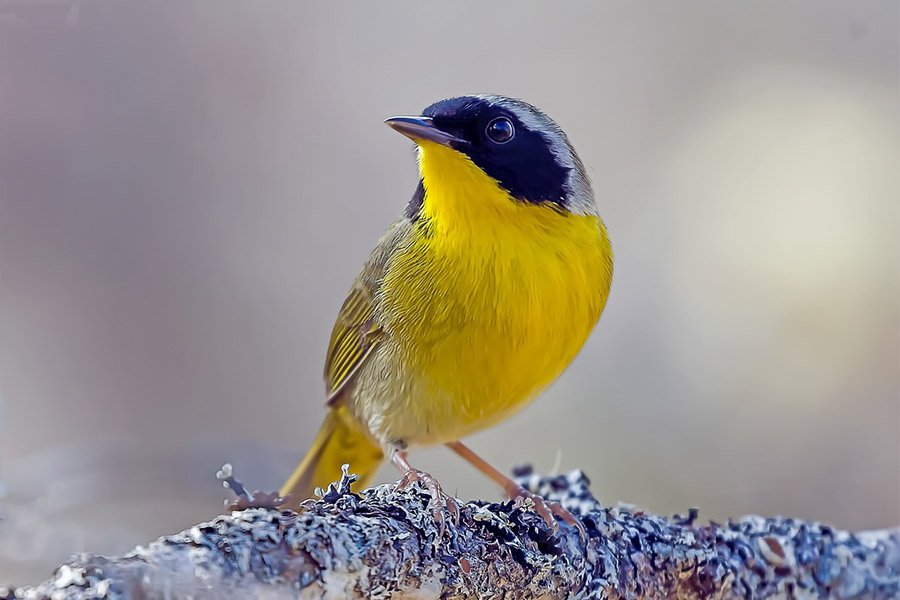 Common Yellowthroat