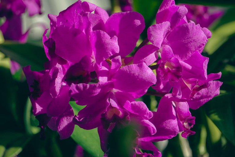 All About Costa Rica’s National Flower: The Guaria Morada