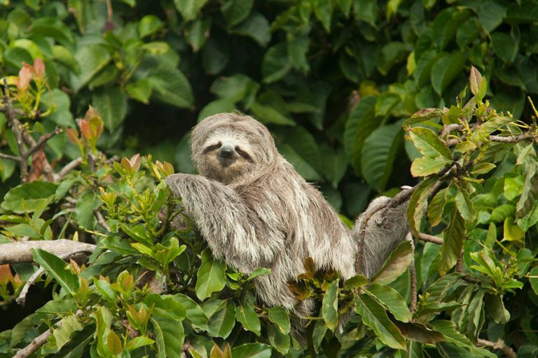 Meet The National Animal of Costa Rica, The Sloth