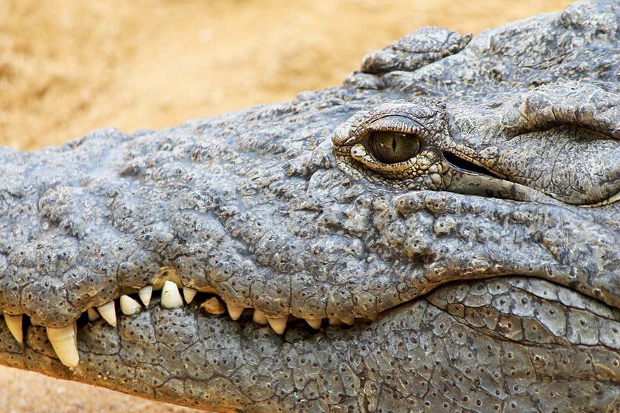 Crocodile head closeup