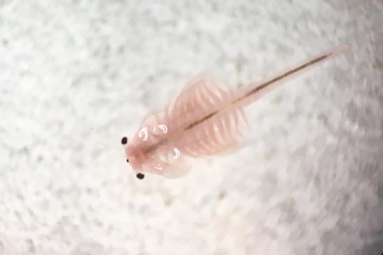 Crustaceans - Brine Shrimp