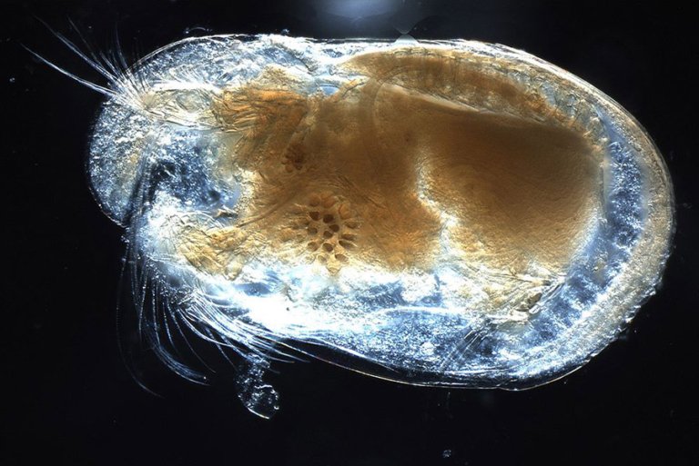 Crustaceans - Ostracod