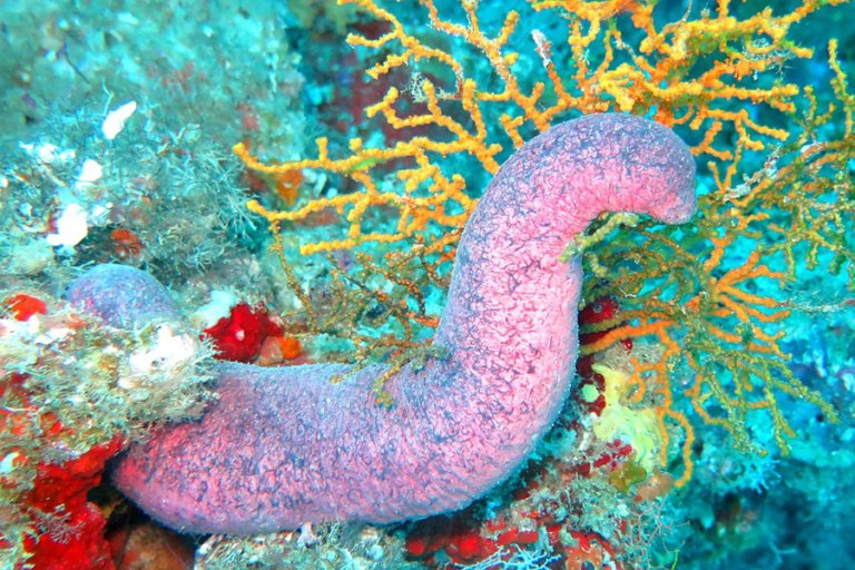 Echinoderms - Sea Cucumber