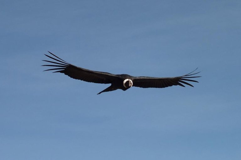 Meet The National Animal of Ecuador, The Andean Condor