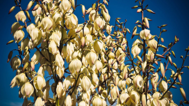 Discover El Salvador's National Tree: The Maquilishuat