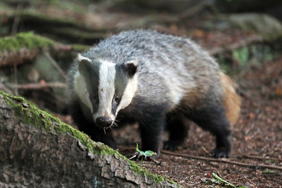 European Badger