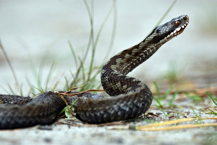 European adder