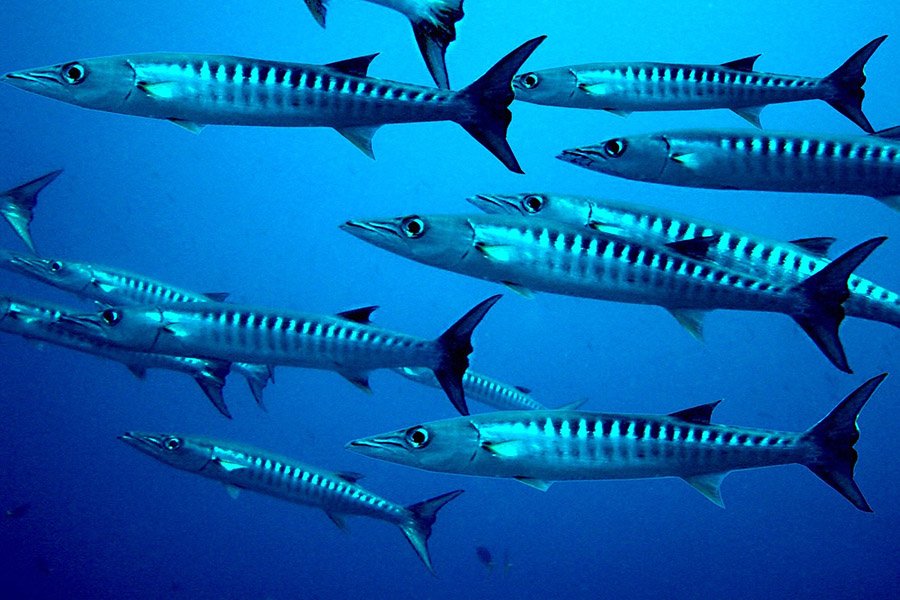 Fish with big eyes - Barracuda
