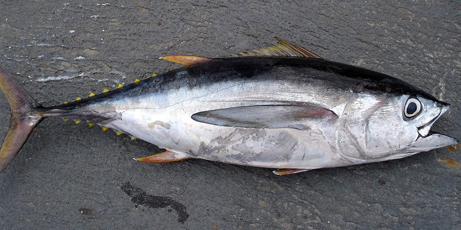 Fish with big eyes - Bigeye Tuna