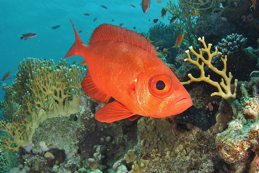 Fish with big eyes - Bigeye