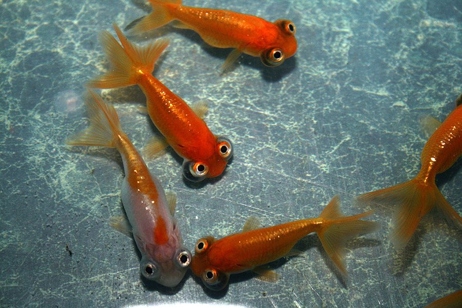 Fish with big eyes - Celestial Goldfish