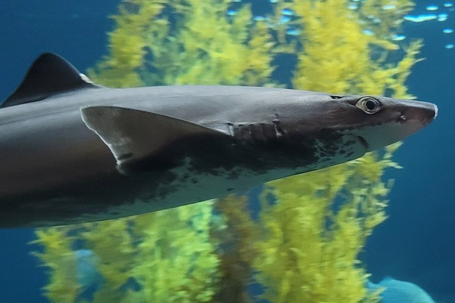 Fish with big eyes - Dogfish