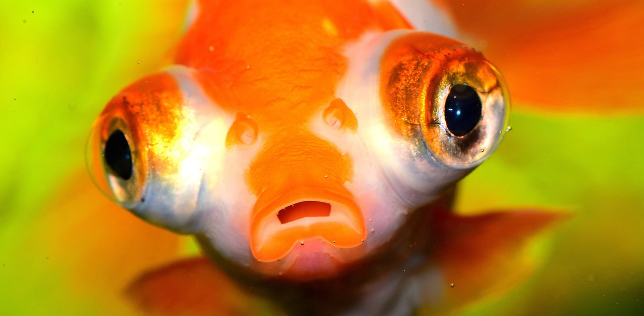 15+ Popular Fish with Big Eyes - FishLab
