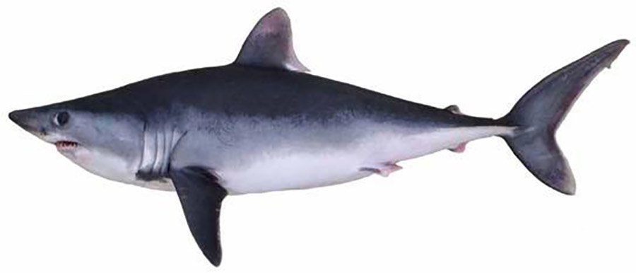 Fish with big eyes - Porbeagle Shark
