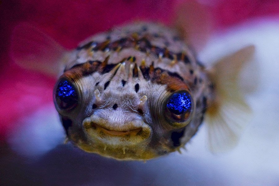 Fish with big eyes - Pufferfish