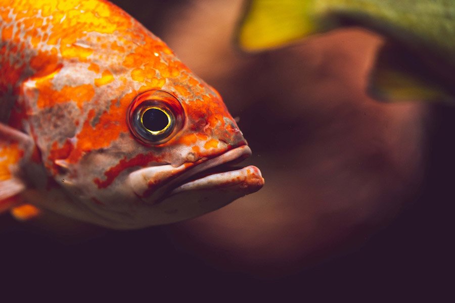 Fish with big eyes - Rockfish