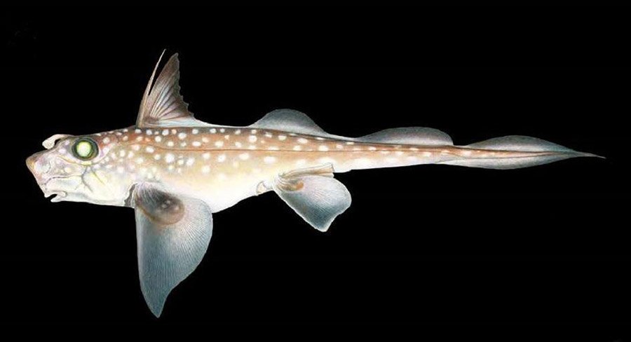 Fish with big eyes - Spotted Ratfish