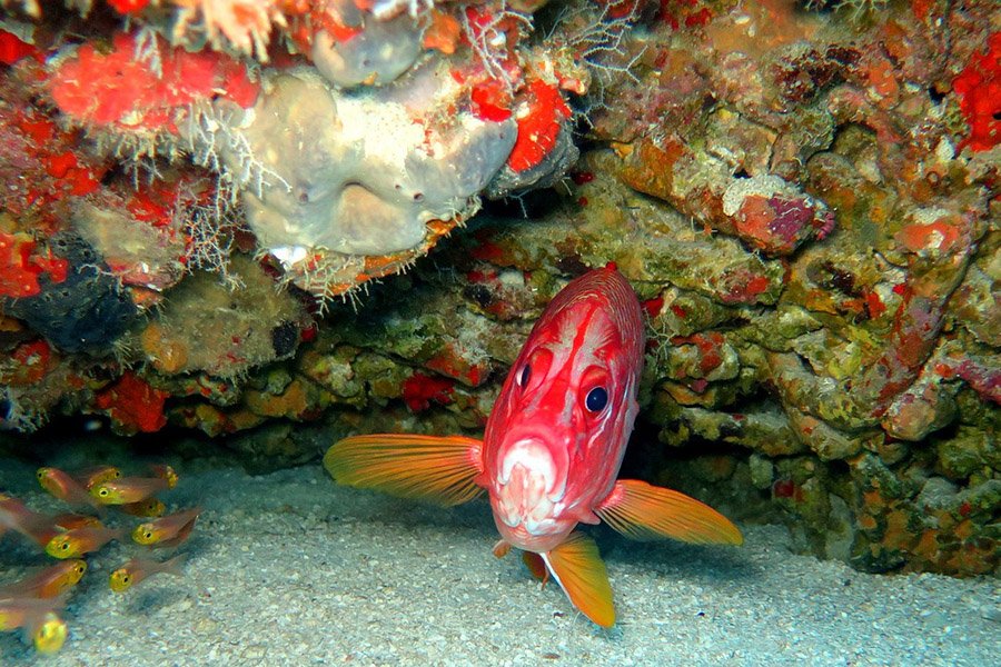Fish with big eyes - Squirrel Fish