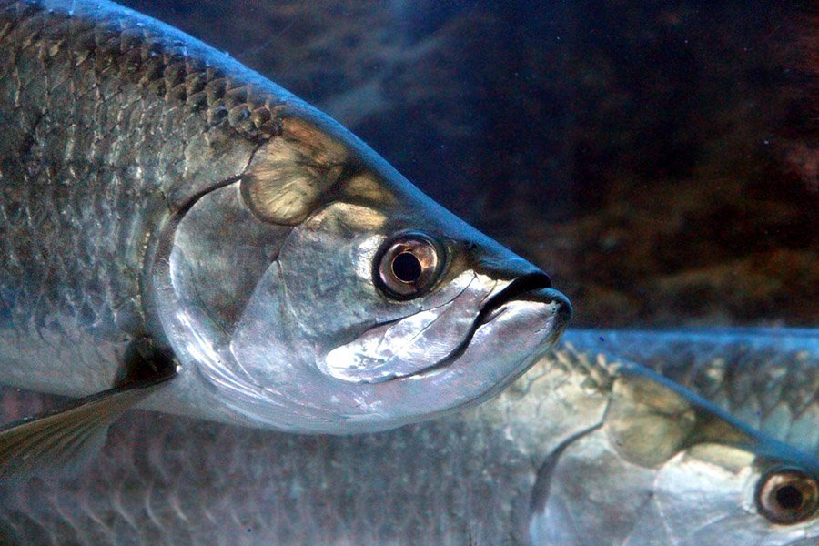 Fish with big eyes - Tarpon