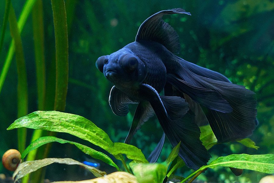 Fish with big eyes - Telescope goldfish