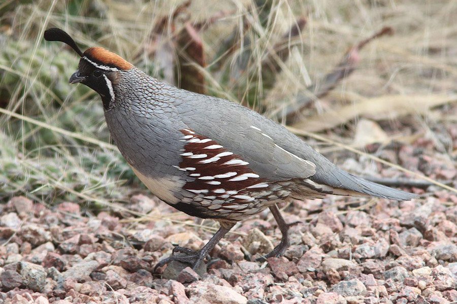 Gambel's Quail