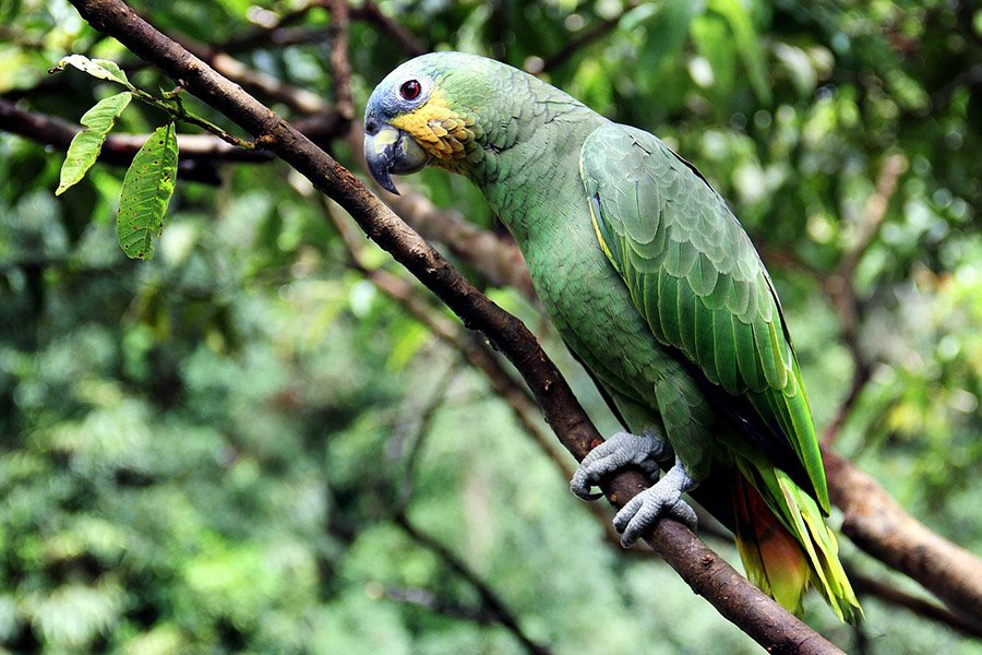 Green Parrots - Amazon Parrot