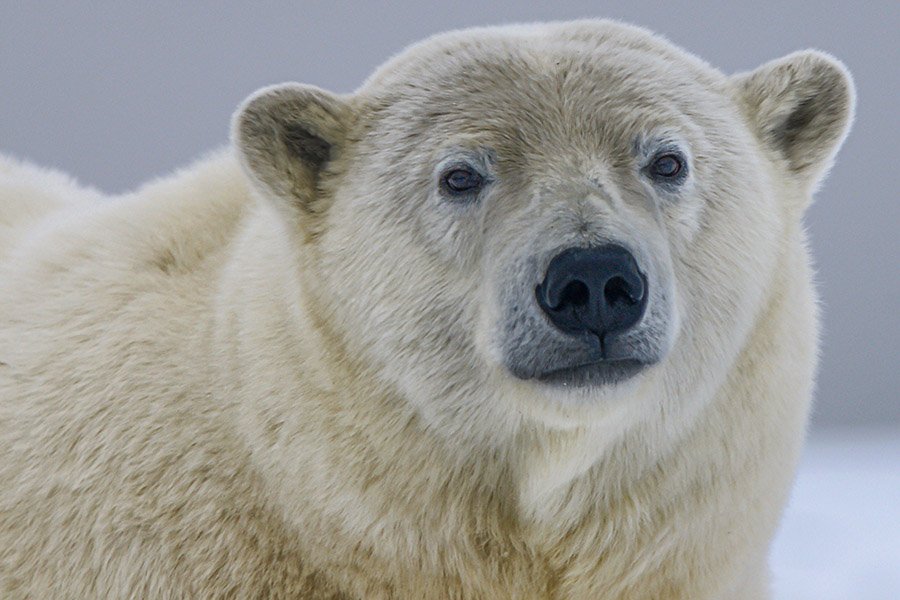 Greenland Polar Bear