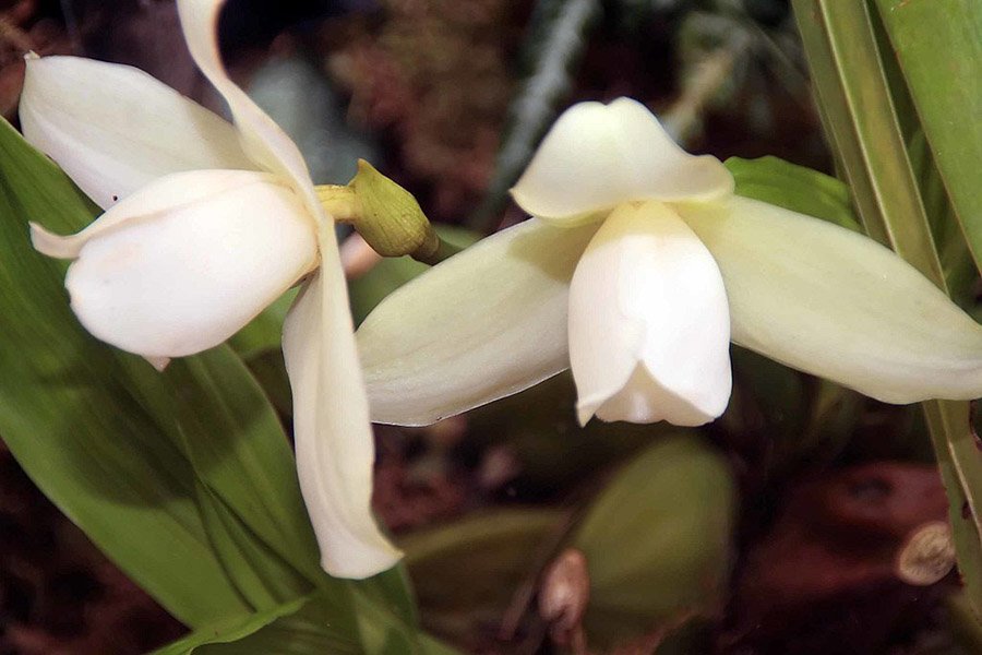 Guatemala White Nun Orchid