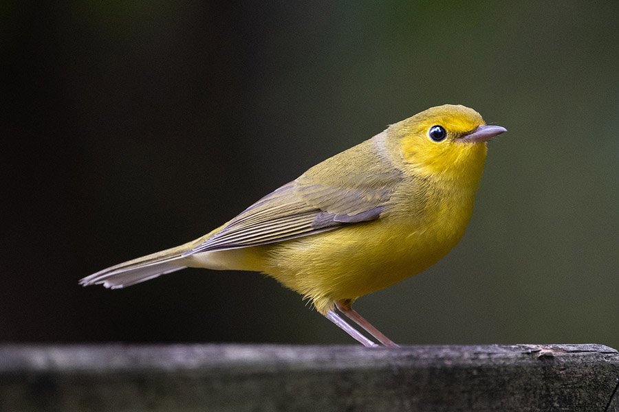 Hooded Warbler