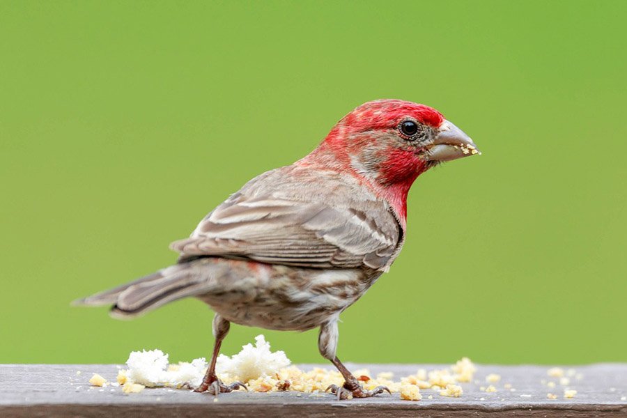 House Finch