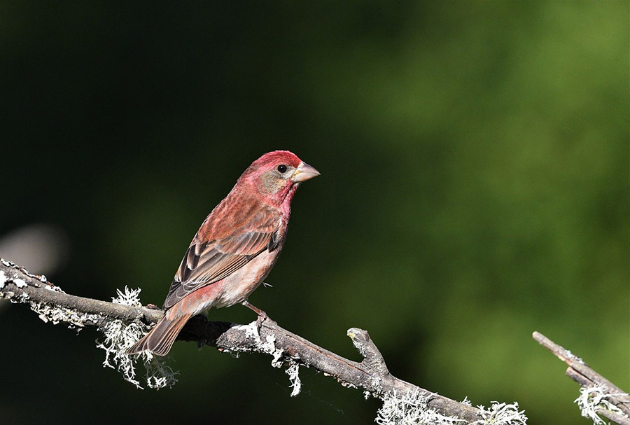 House Finch