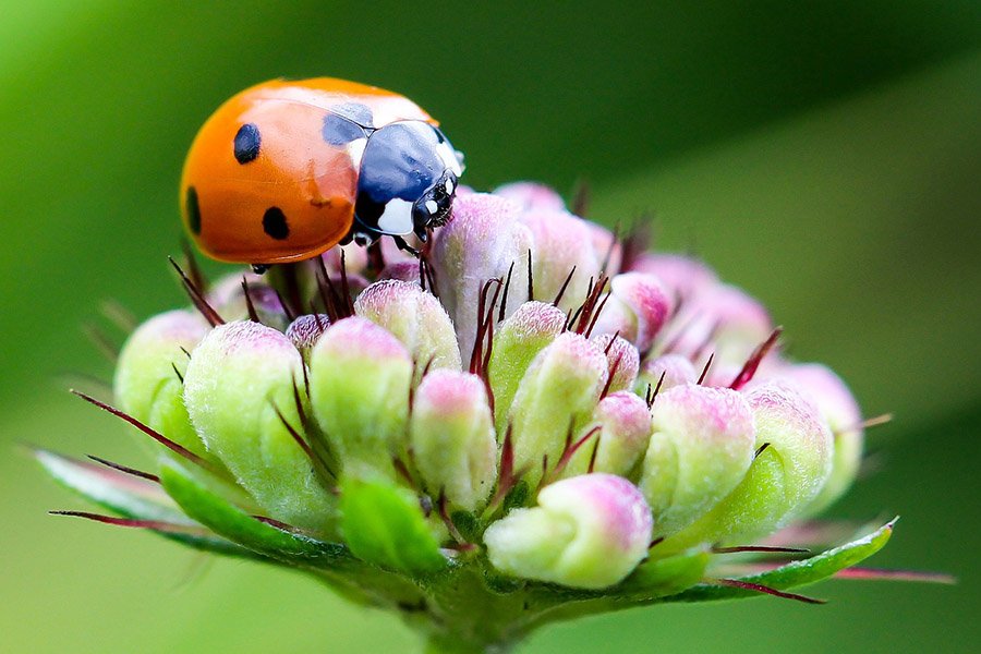 Insects - Ladybug