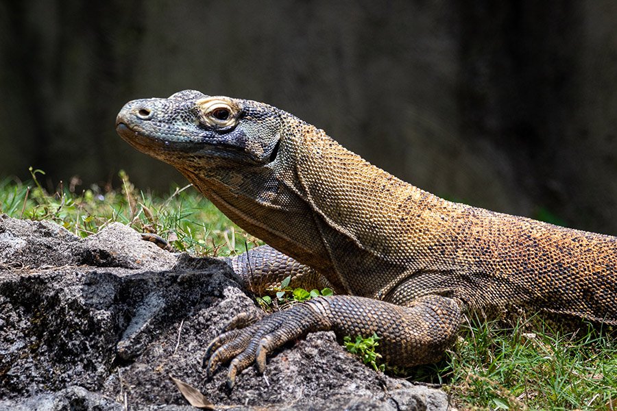 Komodo dragon closeup