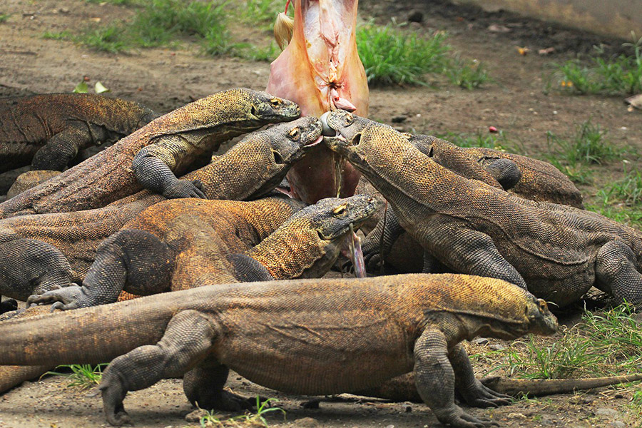 Komodo dragons eating