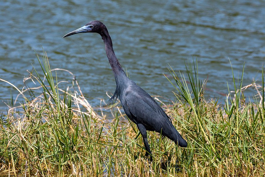 Little Blue Heron
