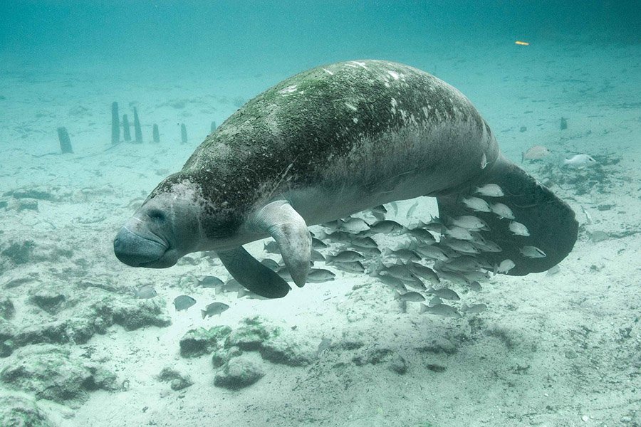 Manatee underwater
