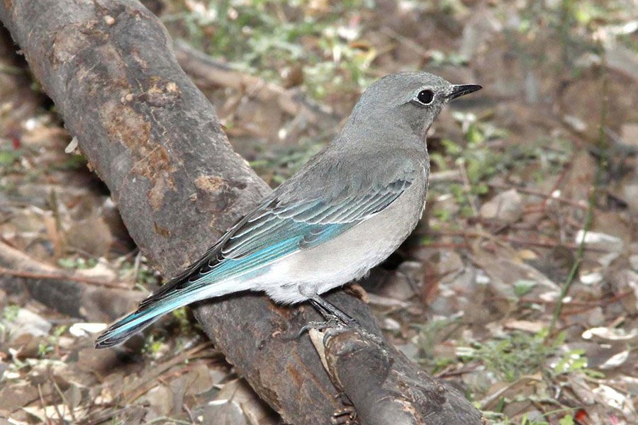 Mountain Bluebird