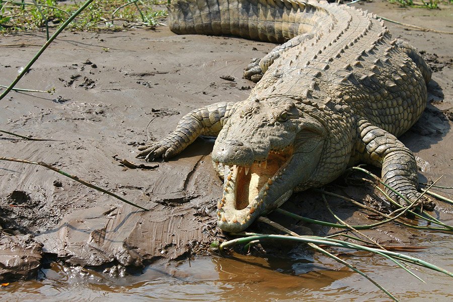 Nile crocodile